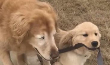 VIRAL: Un perro que perdió la vista encuentra su mejor amigo en un cachorro lazarillo