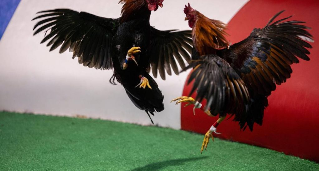 Entra en vigor la prohibición de pelas de gallo en Puerto Rico por orden federal