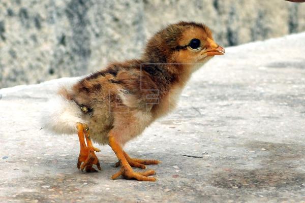 Nace en Cuba un pollito con cuatro patas