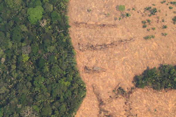 Deforestación en la Amazonía brasileña crece un 171 %,  según estudio