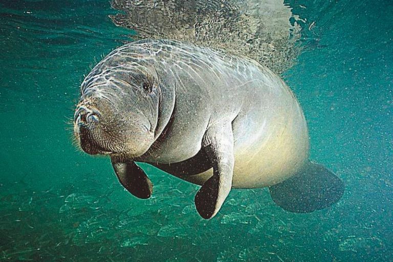 Reason for the Death of 432 Manatees in Florida this Year