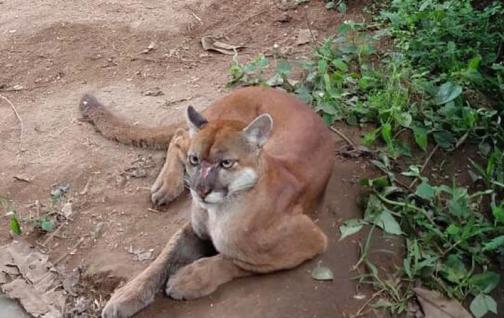 They release a puma in a national park in Ecuador